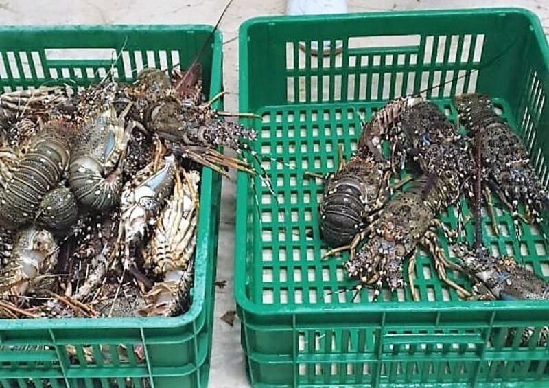 بيع منه بنحو 5 ملايين ريال العام الماضي: بدء موسم صيد “جراد البحر”