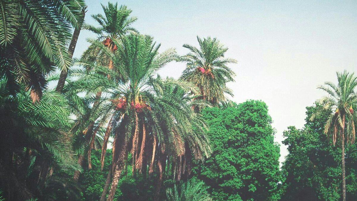 محمد الوهيبي يكتب: قريات ذات صيف