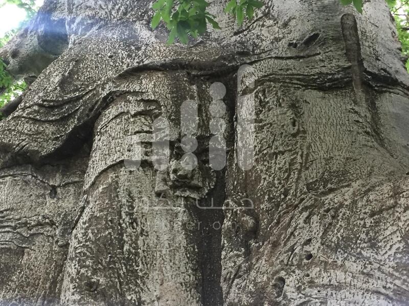 بالصور: مواطن يوثّق رسومات مثيرة وأشكالًا غريبة على  شجرة عملاقة عمرها أكثر من 2000 عام
