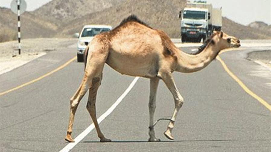 بسبب الجمال السائبة: وفاتان خلال أسبوع؛ فمن المسؤول؟