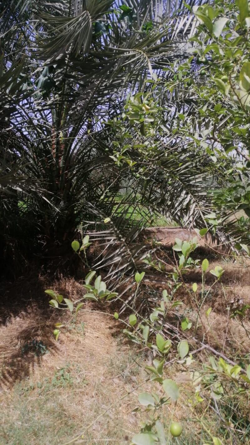 “قرية الخوض” أرض خصبة وماء عذب وفير