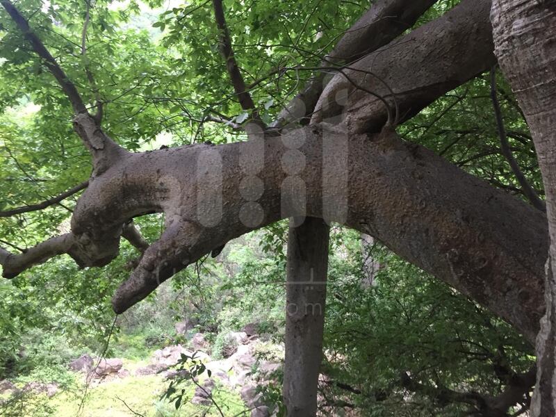 بالصور: مواطن يوثّق رسومات مثيرة وأشكالًا غريبة على  شجرة عملاقة عمرها أكثر من 2000 عام