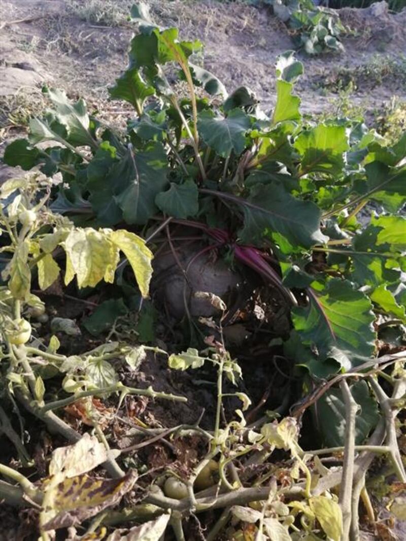 ثمرة شمندر وزنها 8 كجم في منح