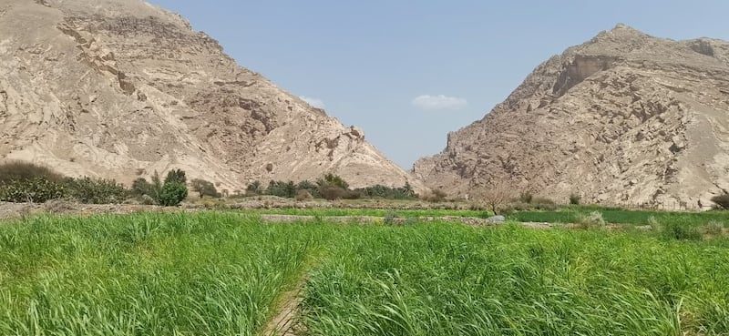 الفتح.. فلجٌ غيلي مياهه متدفقة