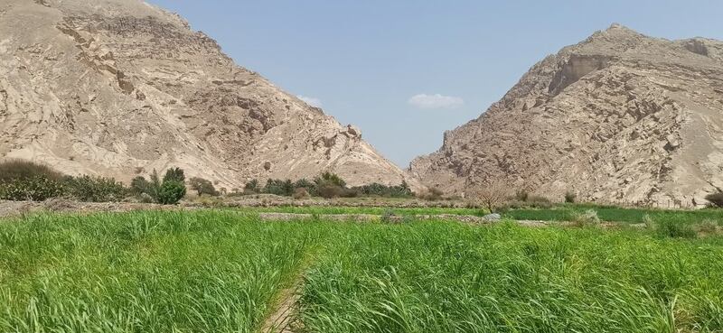 الفتح.. فلجٌ غيلي مياهه متدفقة