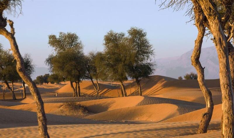 “حصينة”.. كثبان ذهبية يقصدها السياح
