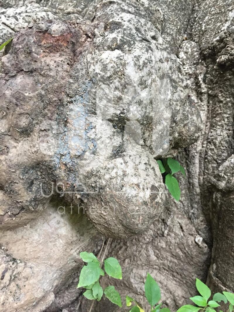 بالصور: مواطن يوثّق رسومات مثيرة وأشكالًا غريبة على  شجرة عملاقة عمرها أكثر من 2000 عام