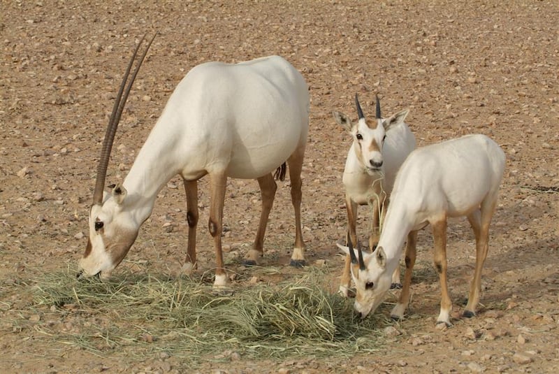 نصف الزواحف البرية في شبه الجزيرة العربية موجودة في السلطنة