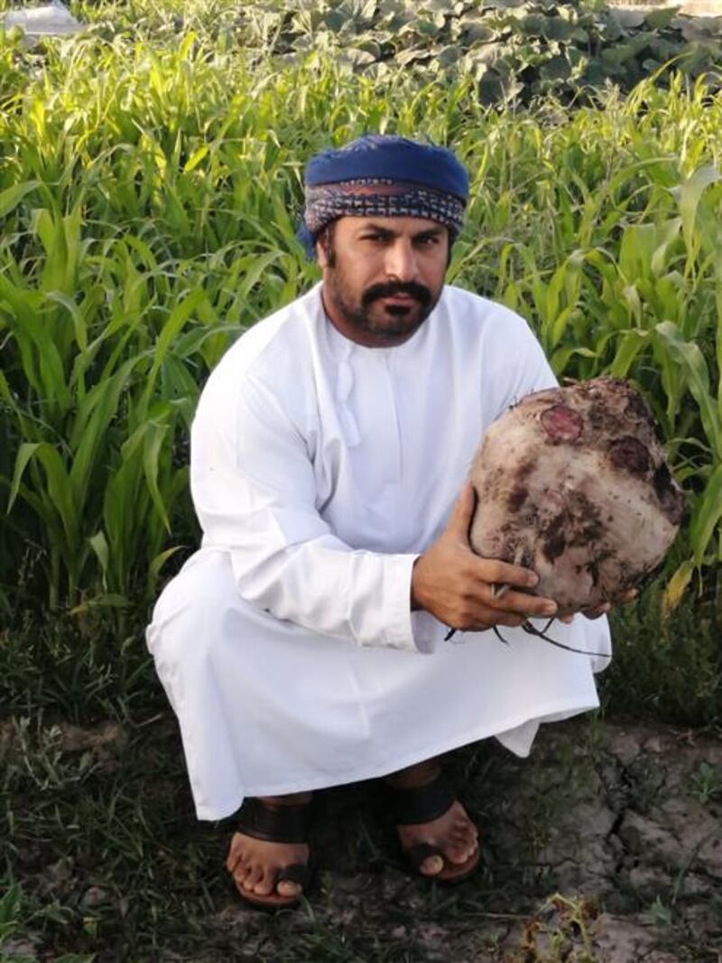 ثمرة شمندر وزنها 8 كجم في منح