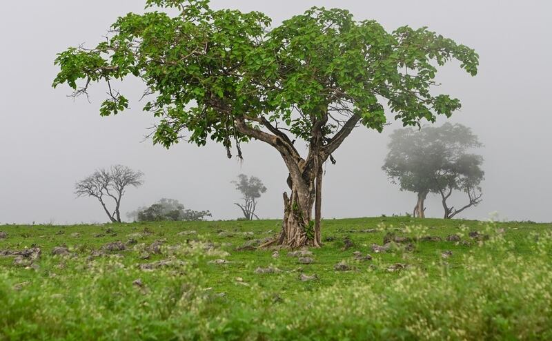 غدًا: بدء موسم خريف ظفار؛ هل تنوي زيارته؟